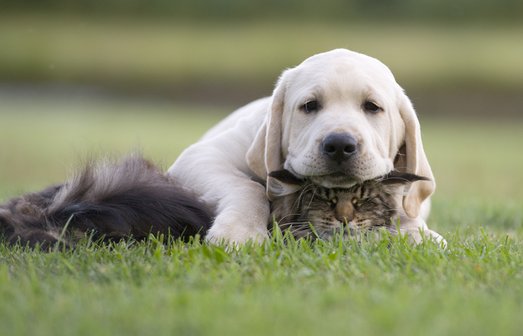 cat and dog friendship